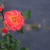 薔薇園の華 ⅲ