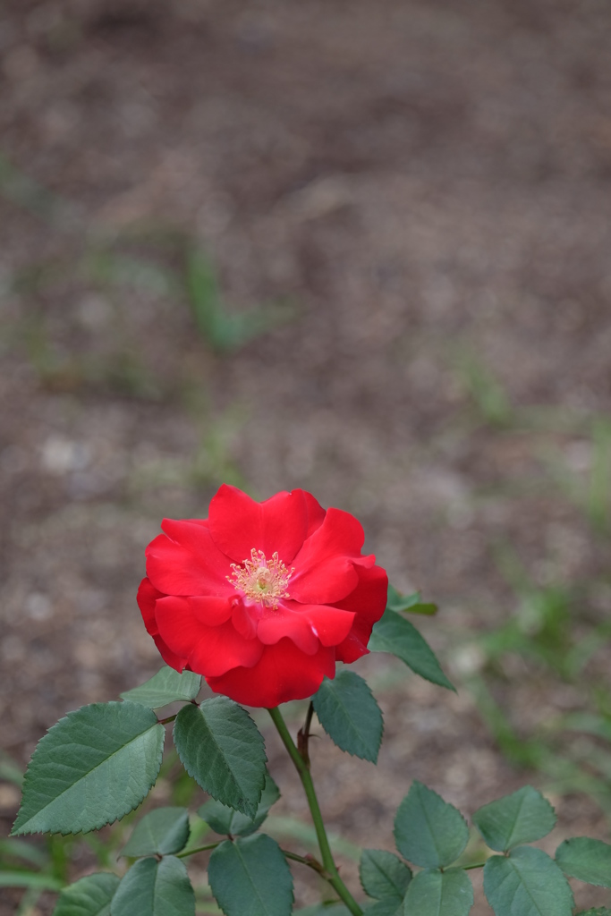 rose love ①