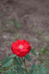 rose love ①