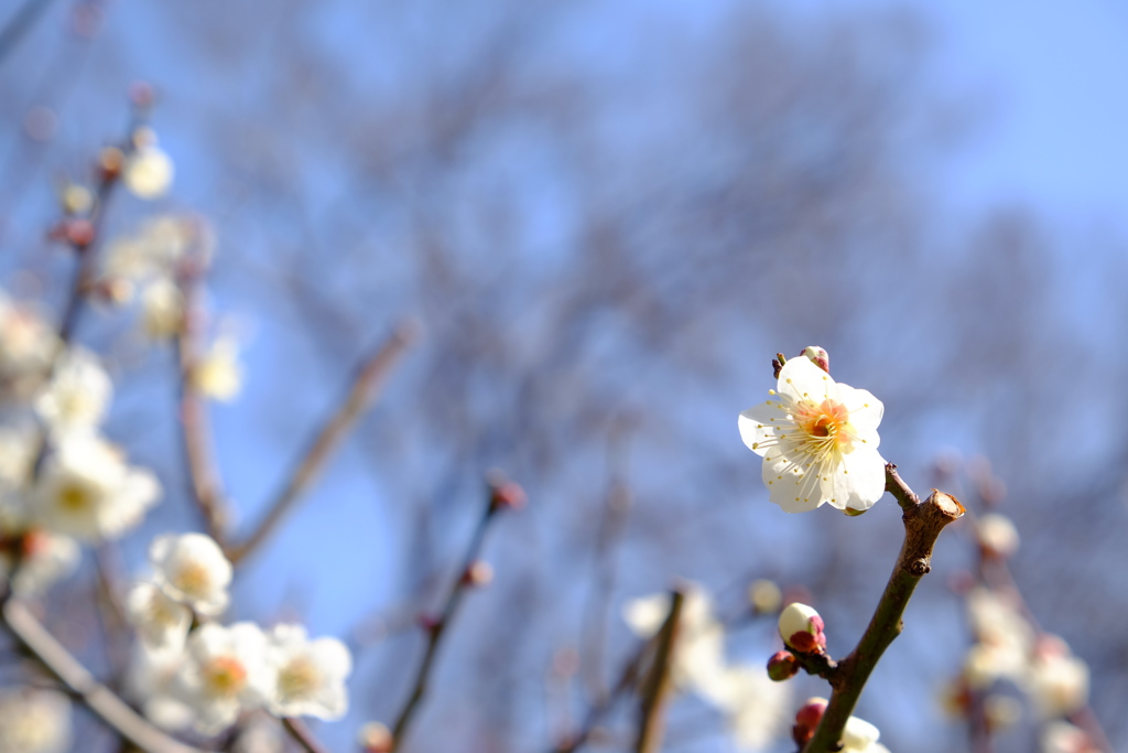 今年も清楚に