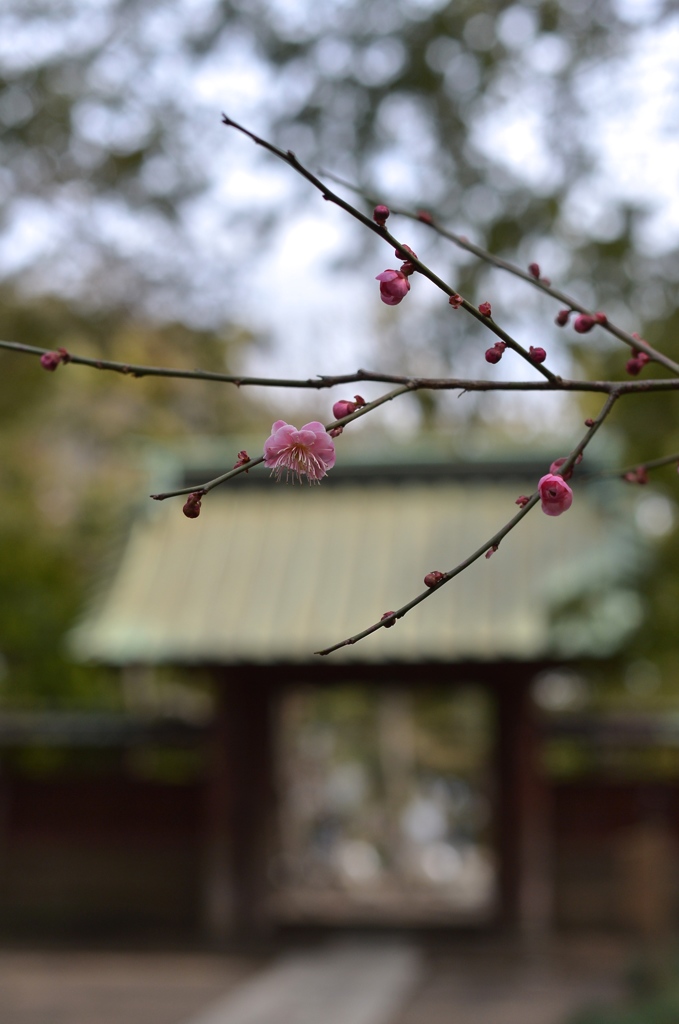 Kamakura