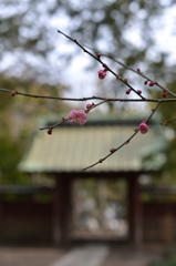 Kamakura