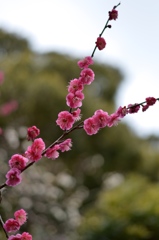 Kamakura