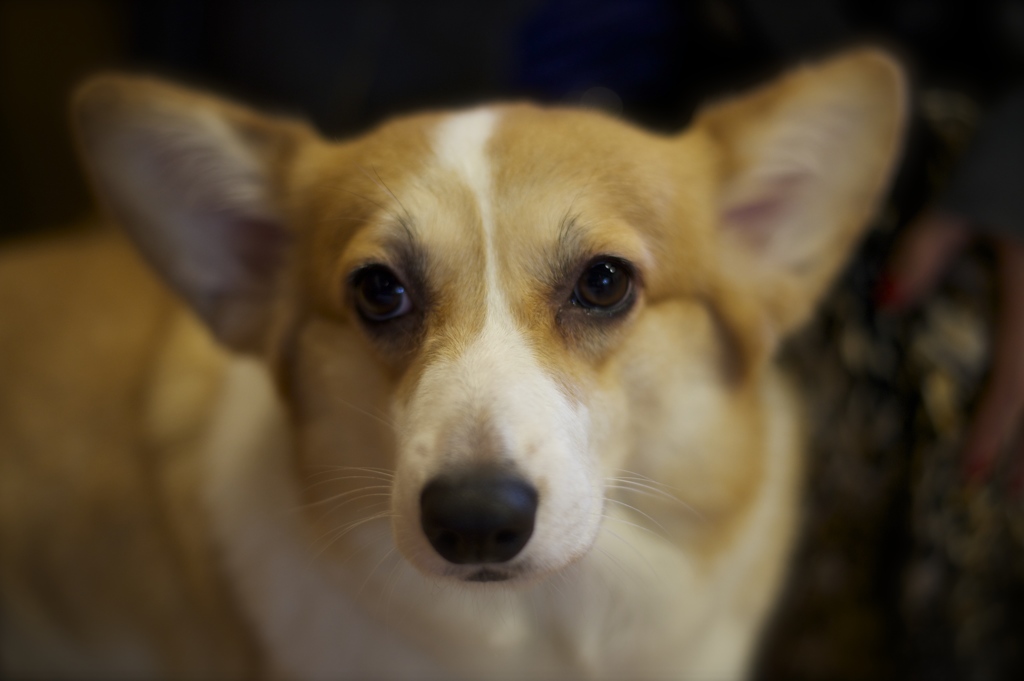 犬の館