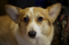 犬の館