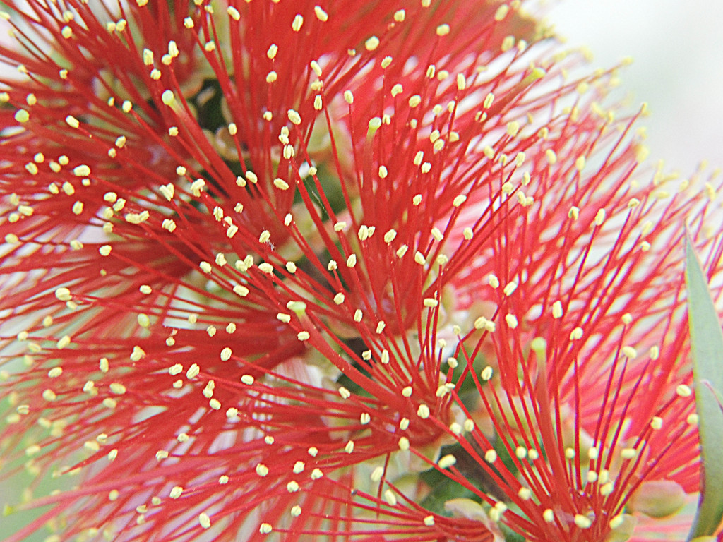 ブラシの木　Callistemon citrinus 