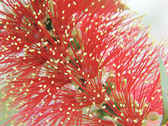 ブラシの木　Callistemon citrinus 
