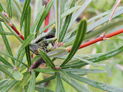 ランバーチア　フォマーサ　Lambertia formosa