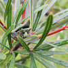 ランバーチア　フォマーサ　Lambertia formosa