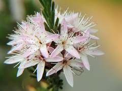 カリトリックス　Calytrix tetragona 