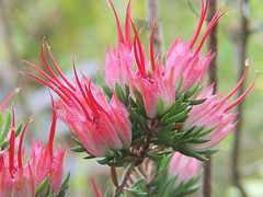 ダーウイニア　Darwinia taxifolia