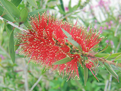 ブラシの木　Callistemon citrinus 