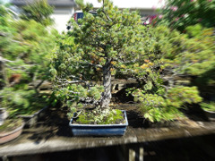 盆栽88