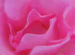 芳純バラ 1