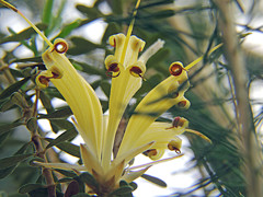 ランバーチア　Lambertia multiflora　黄色