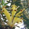 ランバーチア　Lambertia multiflora　黄色