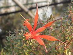 Lambertia multiflora オレンジ色