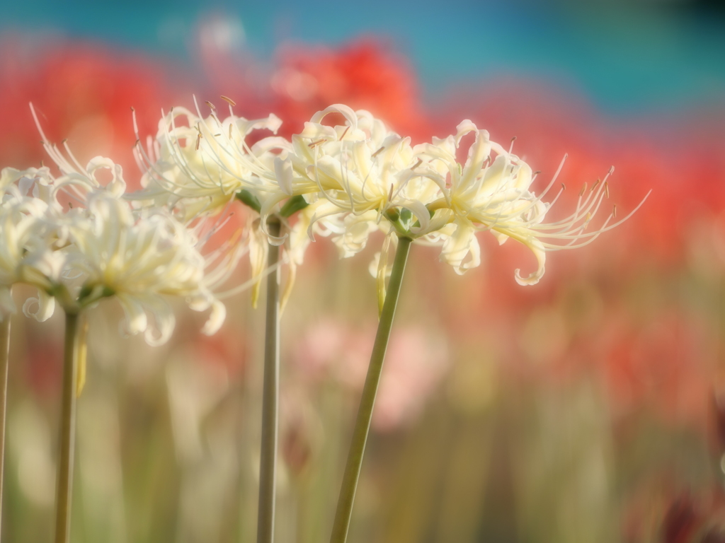 曼珠沙華