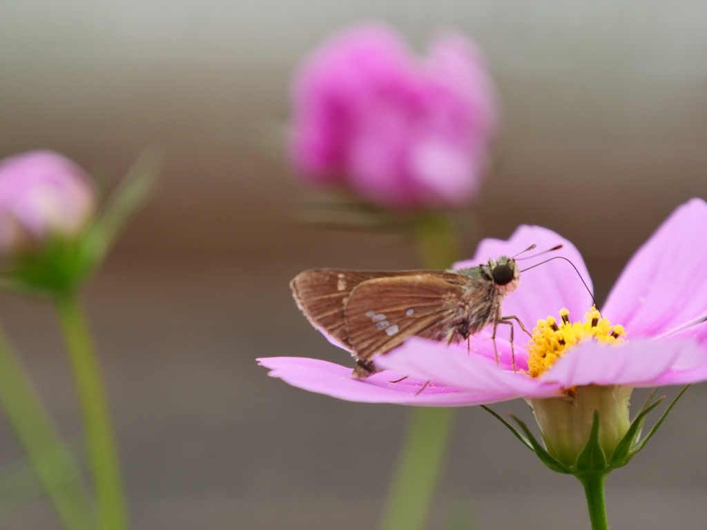 れすとらん秋桜