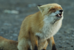 smile