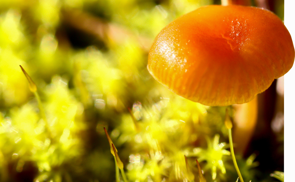 moss&mushroom