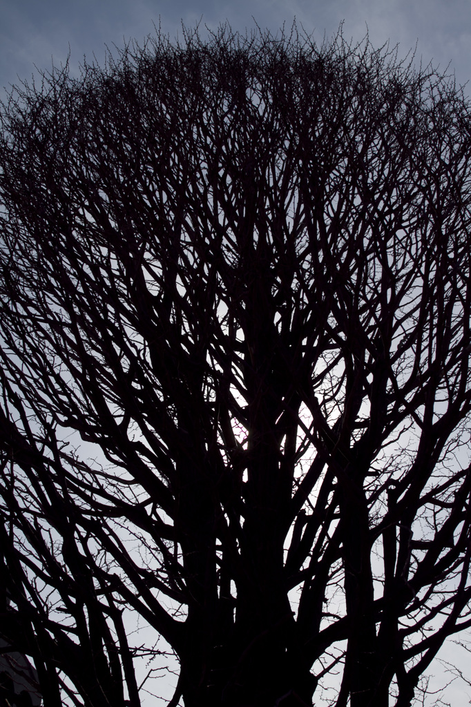 The tree