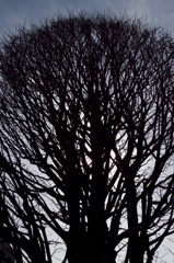 The tree