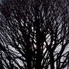 The tree