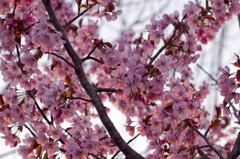 pink-2