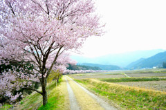 10.名も無き桜街道