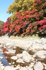 紅葉