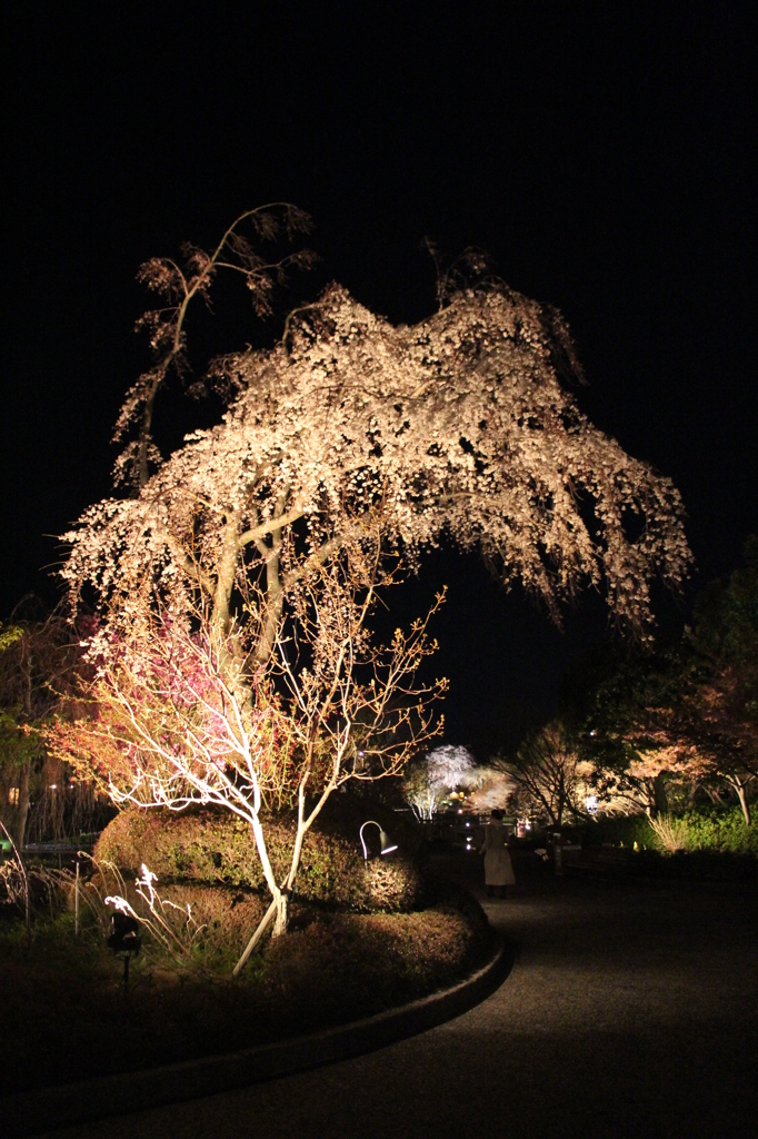 夜桜