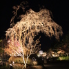 夜桜
