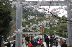 桜と鳥居