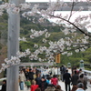 桜と鳥居