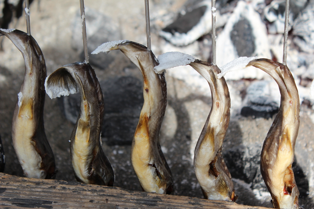 魚