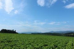 夏の畑