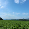 夏の畑