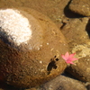 浮かぶもみじ