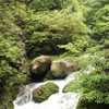 緑