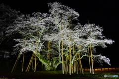 根尾の薄墨