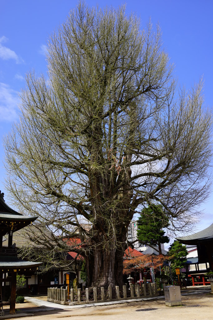 飛騨国分寺　大いちょう