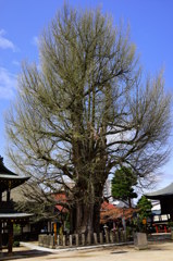 飛騨国分寺　大いちょう