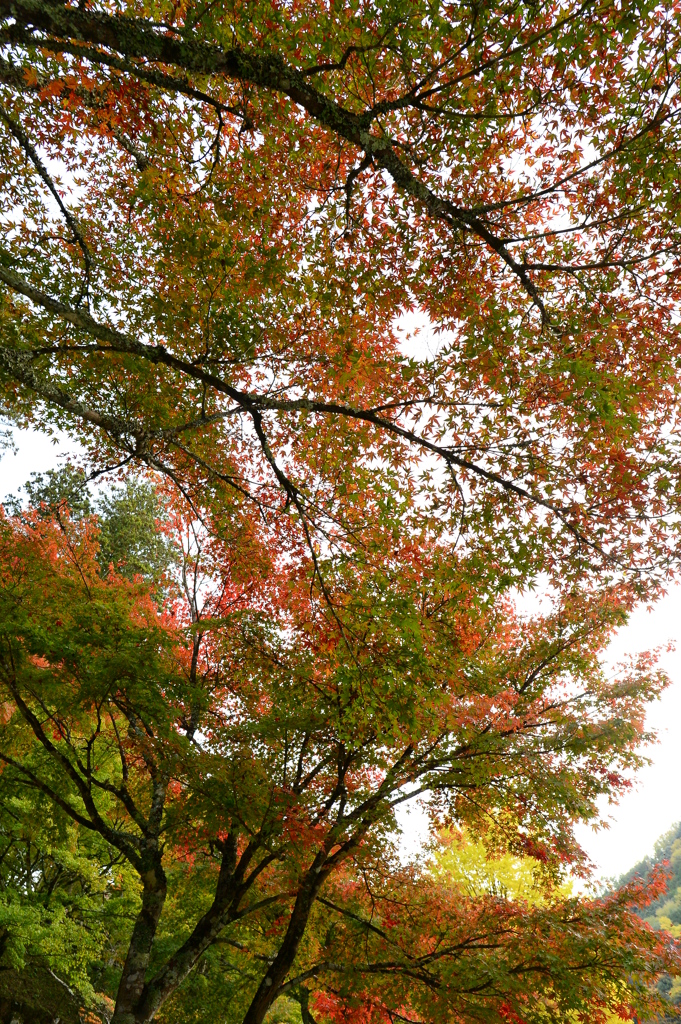 香嵐渓　彩り初め頃　DSC_9214