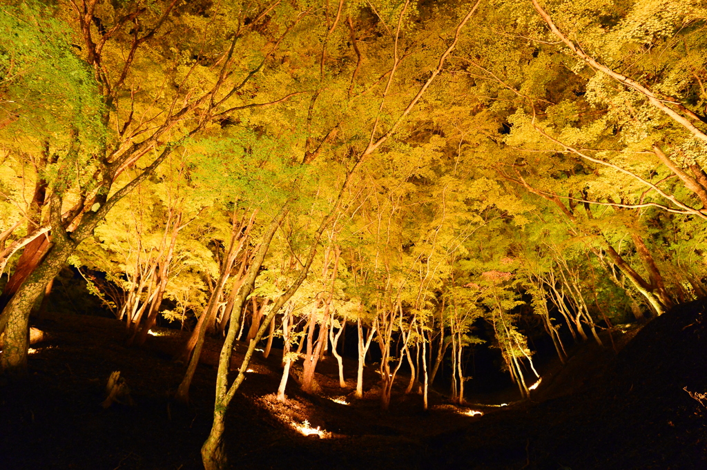 足助のライトアップ　DSC_9179