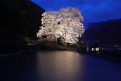 雨足、苗代桜