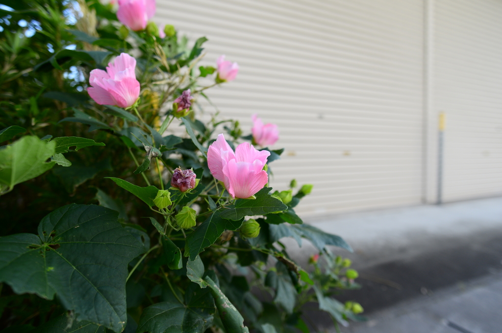 AF-S NIKKOR 20mm f/1.8G ED　テスト５