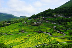 盛夏　丸山千枚田