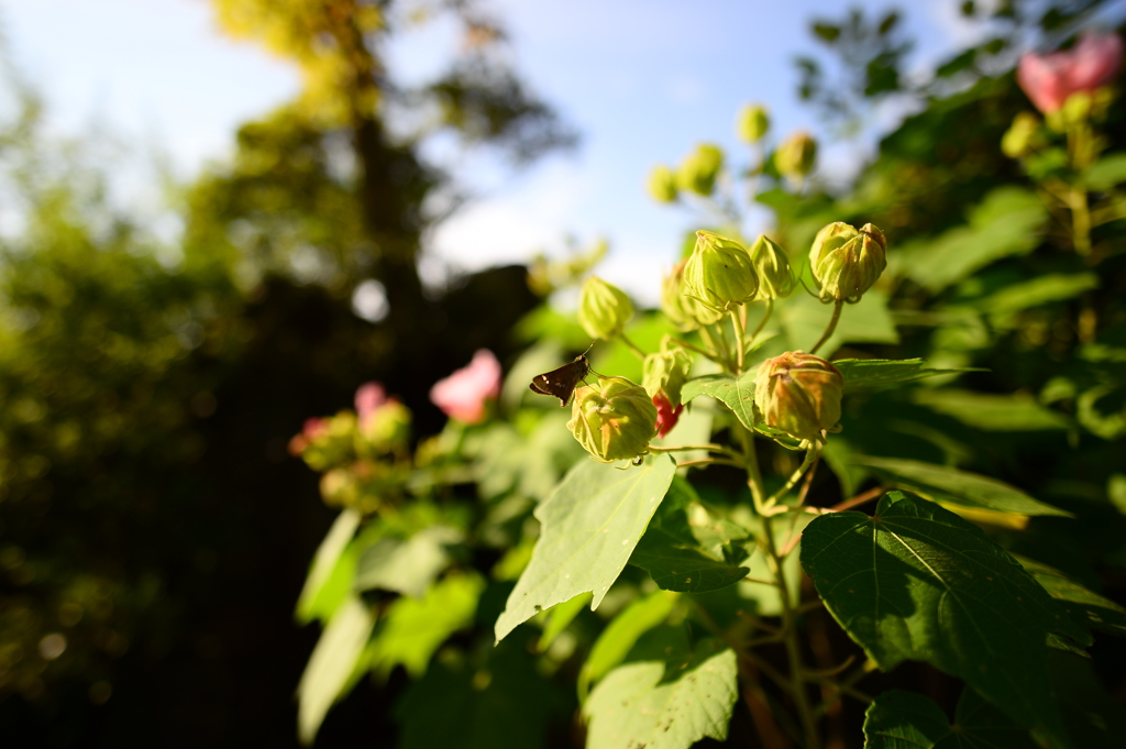 AF-S NIKKOR 20mm f/1.8G ED　テスト4