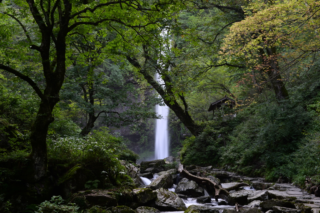 阿弥陀ヶ滝　郡上　　DSC_5578